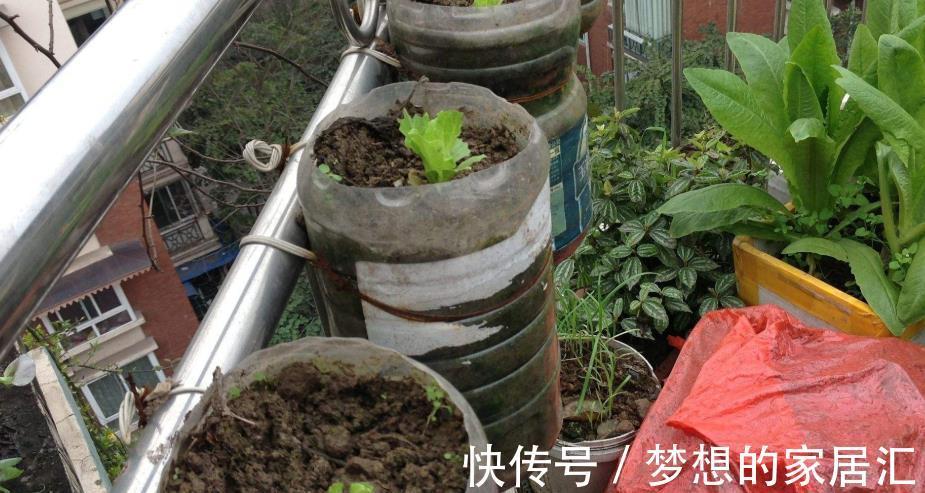 阳台上|真实的阳台种菜经历，翻车血泪史大放送