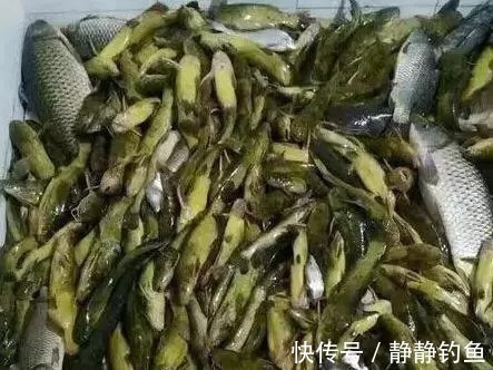 摘钩器|爆钓黄骨鱼,一晚上拉了34斤!钓友全部看哭了!