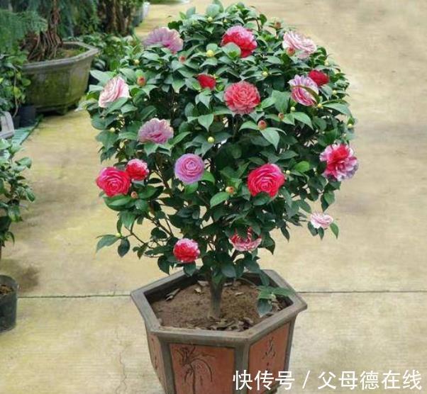 适合冬天的8种花,养护简单又省心,香味浓郁花还美,值得拥有