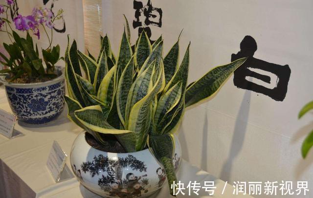 卧室|想要晚上睡得好,卧室花儿不能少!这3种花,让你一觉睡到天亮!