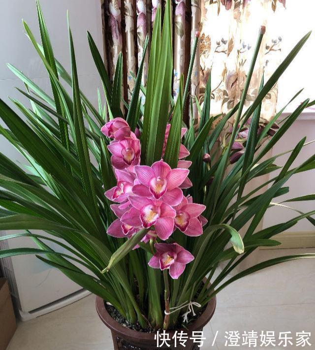 花盆|养兰花不花钱，随便一把花生壳，扔在花盆养分足，不积水不烂根