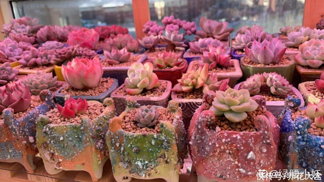 室内养多肉，也能养出水晶果冻色，任谁看到都说好