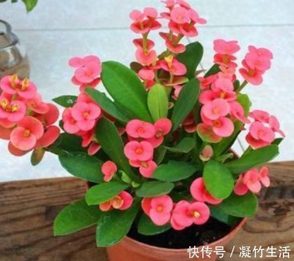 花友|4种花,是真正的开花机器,一年四季开不停,晒晒太阳就爆盆