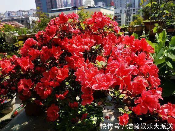 植株|5种花,夏天喜欢“淋雨”,雨水多长得旺,花朵鲜艳芳香