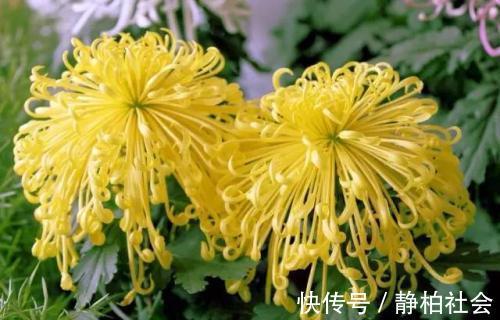 肝火|以下4物是枸杞的“好搭档”,坚持喝,降肝火、助睡眠、补益气血