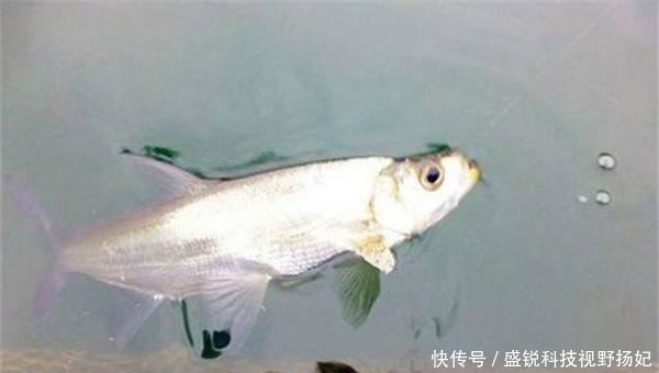 翘嘴鱼怎么钓?钓翘嘴鱼的技巧