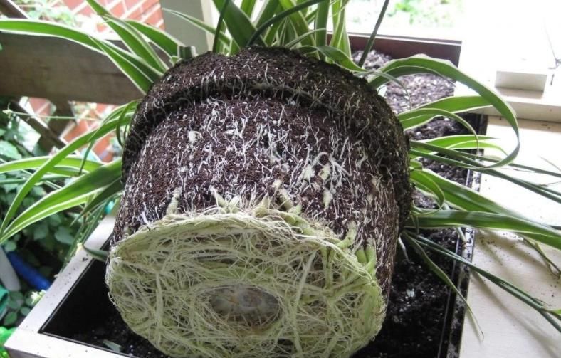 土培转水培，水培转土培，养花期间均不能忽略这2点