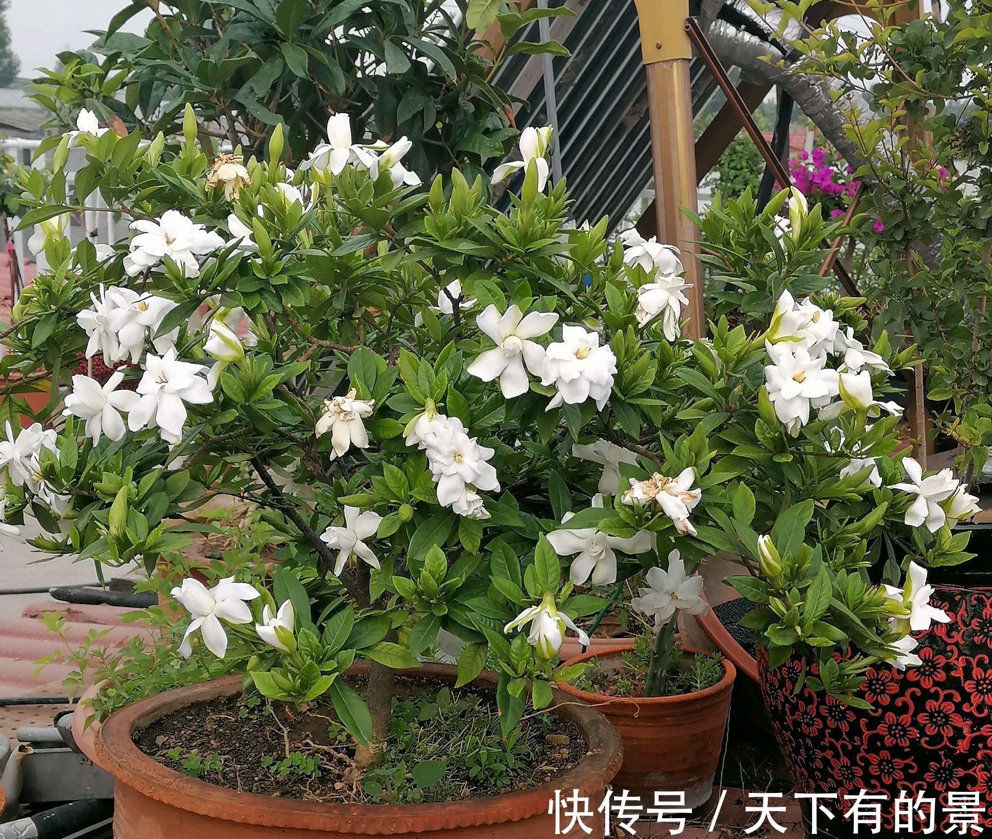 光照|栀子花的新芽和嫩叶焦枯变黑怎么办?借助植物调节剂