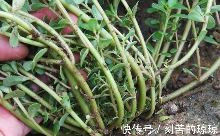 二羟乙胺|农民称“长寿菜”没想到这么好,好多人不知道也不认识!