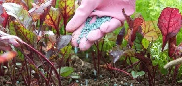 花盆儿|养花总不好？4个“胡乱闹”，看你占了几个，难怪养的差劲