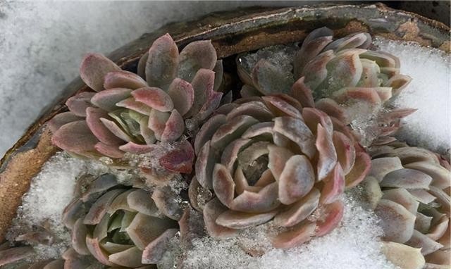 半阴或者|养这5种多肉,别总让晒太阳,晒的越多损失越大