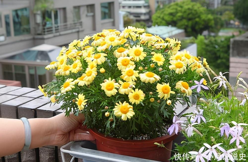 女人的阳台，别缺5种花，好养爱爆盆，一盆千百朵，枝头花苞满