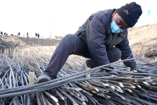 黑土“伤疤”治理见闻：侵蚀沟毁损耕地面积持续扩大