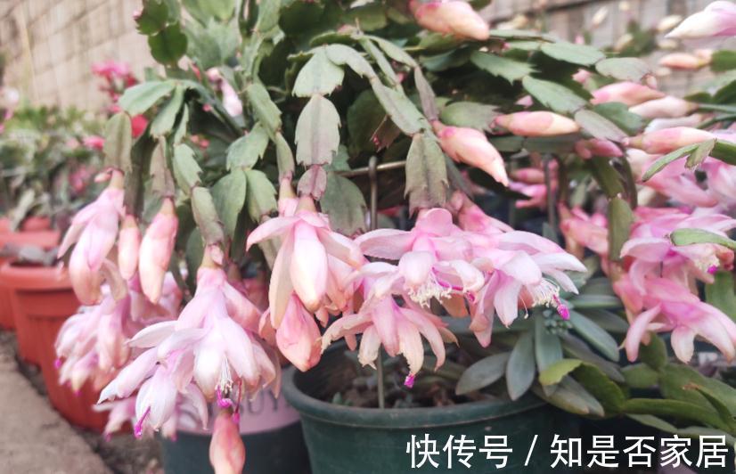 干湿度|家庭栽种这4种植物,早用“小盆”,打理更简单,植株状态更好