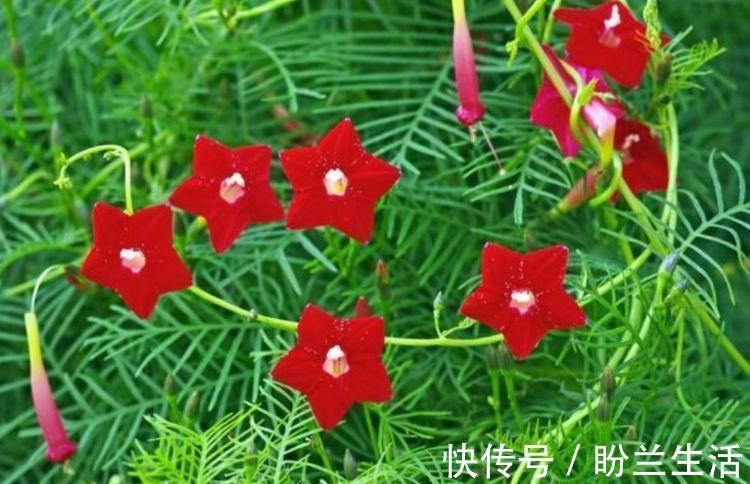 超好养护的花卉，沾点水就疯长，开花勤还爱爆盆，超好看的