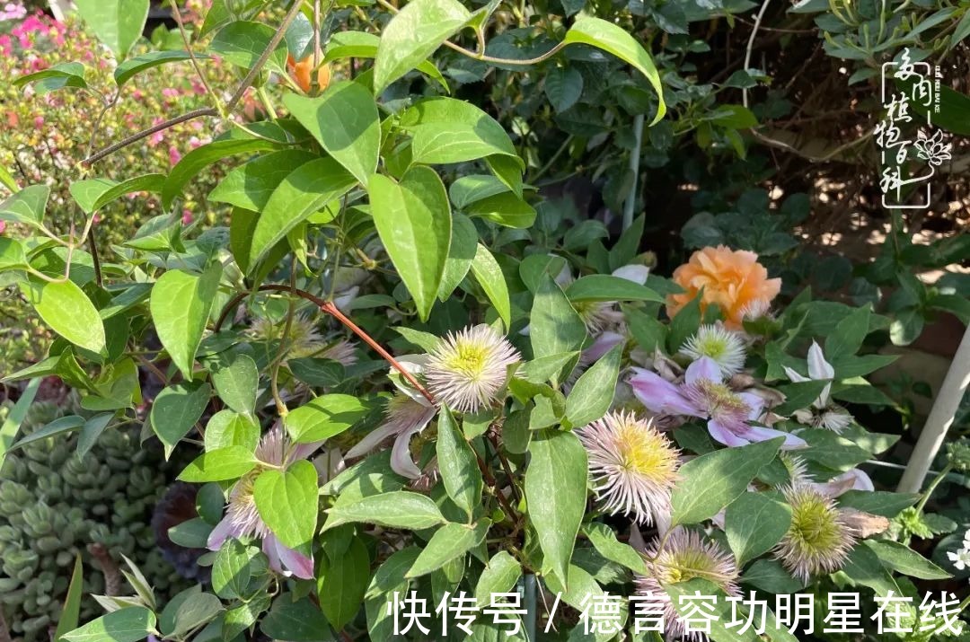 最美四月天,去杨姐的屋顶花园,赴一场花约!