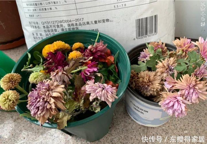 冬天修剪分“轻重”,有的花剪狠了,再也不开花