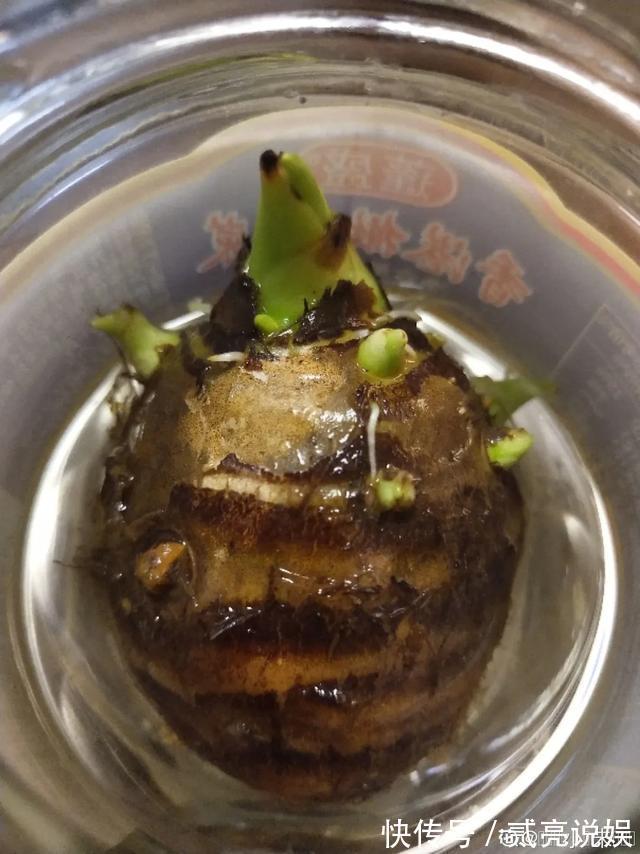 玉米粒|2个月没在家,厨房的菜变成小森林,再也不用买花了!水培蔬菜盆