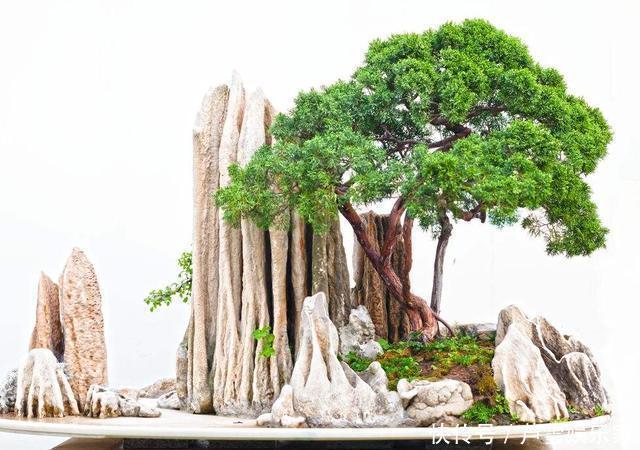 罗汉松|养花高手养护罗汉松有”绝招“，叶子“油绿”不在变黄。