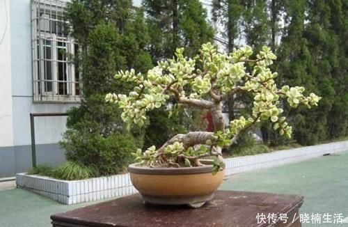 修剪|盆景太贵玩不起这花便宜得很，修修剪剪成老桩价值高