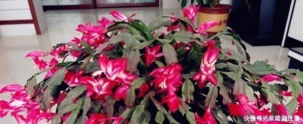 阿司匹林|这种“水”比生根水、淘米水都厉害，再难养的花，浇一点也能爆盆