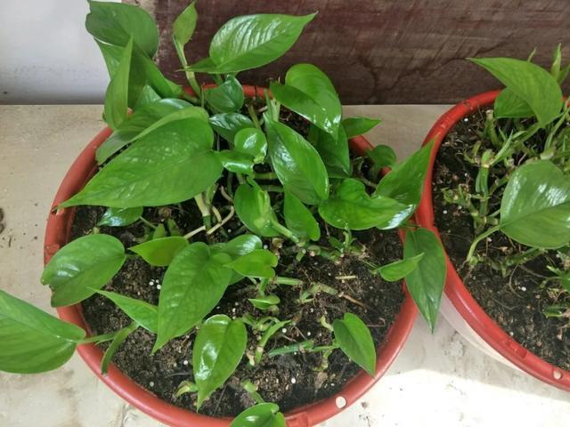 叶子|嫌花长的丑,趁现在砍头,满盆都是新叶子!