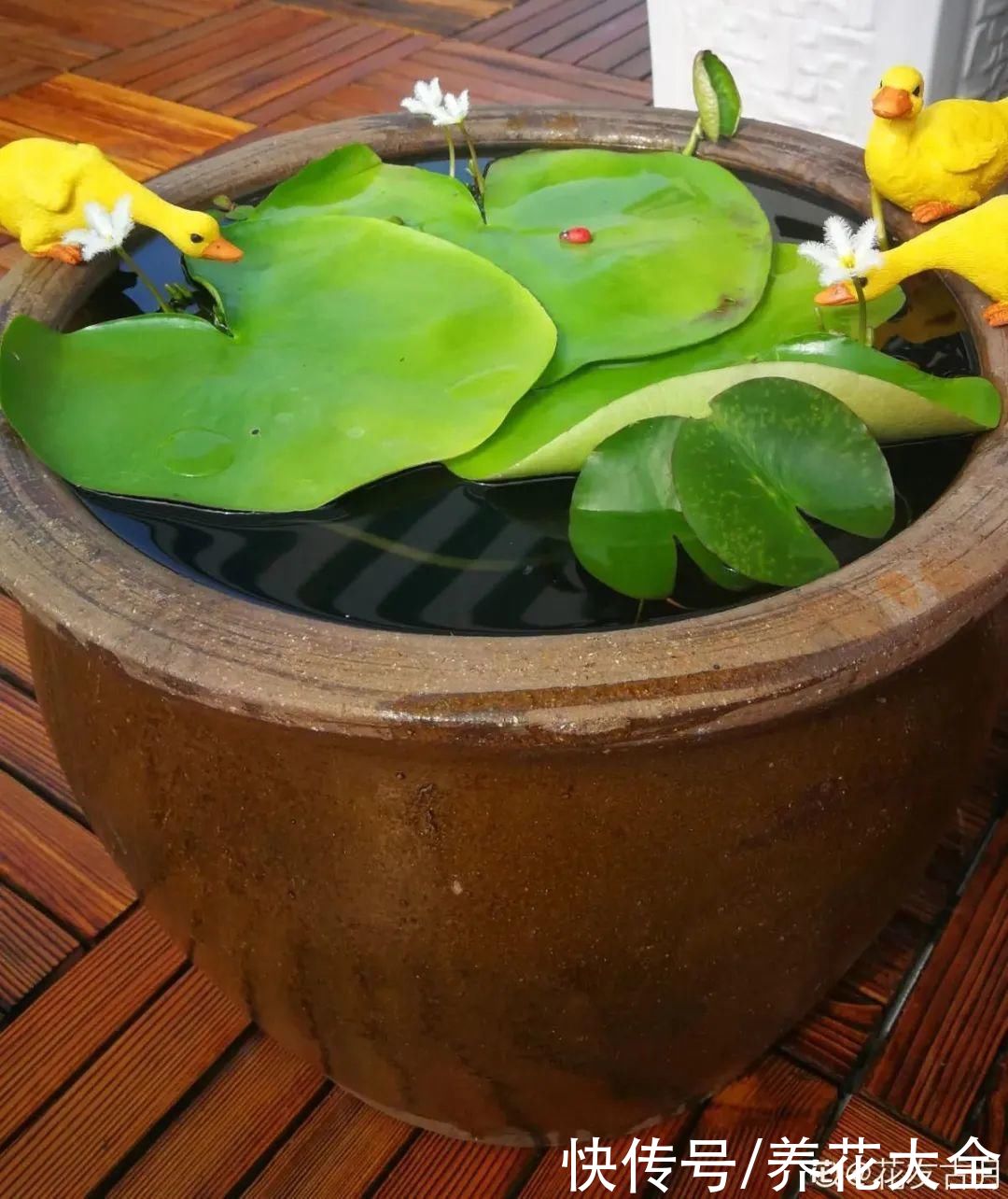 叶片|10种花太能喝水,一天一瓢水,7天爆满缸