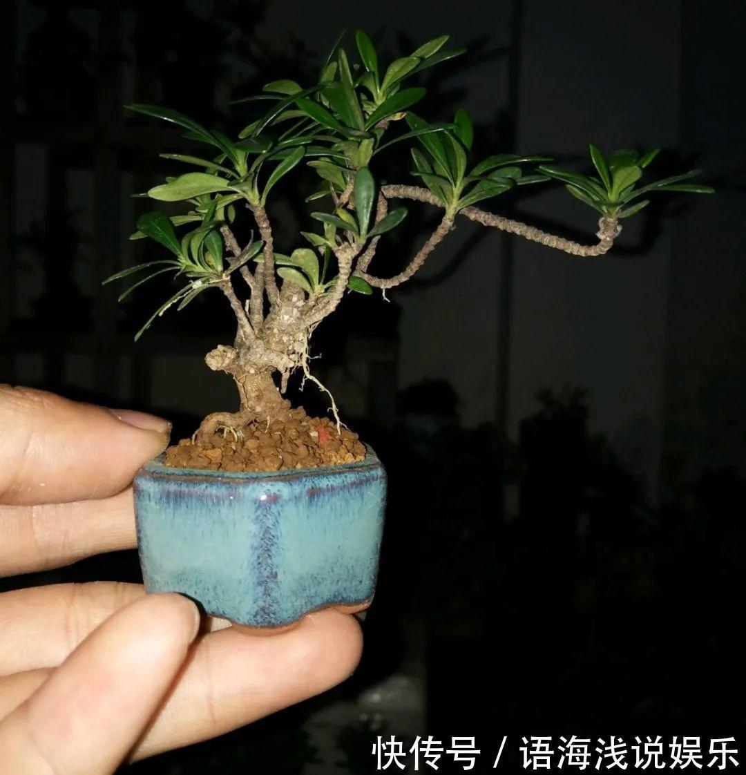 海螺壳|君子兰越小越值钱，养了4年，只有硬币大！