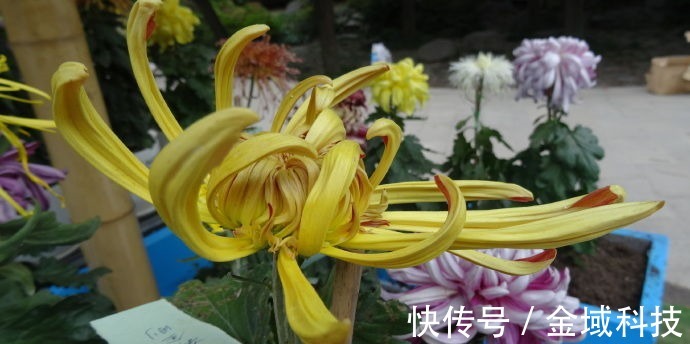 喜欢菊花,不如养盆“菊中精品”古刹金刚,似金刚罗汉,刚劲有力