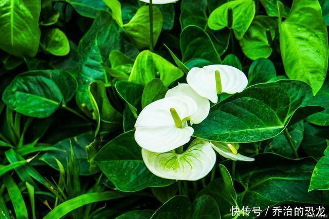 白掌开绿花,是一件事没做好,赶紧看看你犯了没