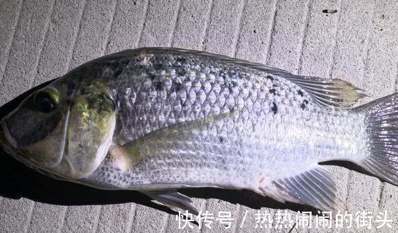 可惜！男子钓起“芝麻怪鱼”，却全部丢弃，网友最好吃的花雕鱼！