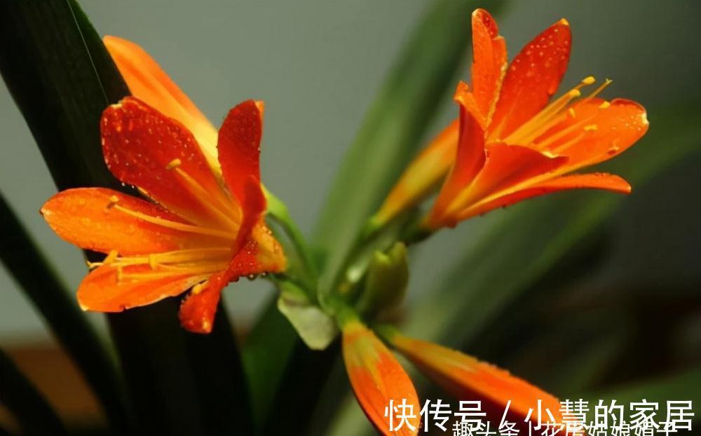 养好君子兰要先养好根，四种东西养根又护根，是多年经验的积累