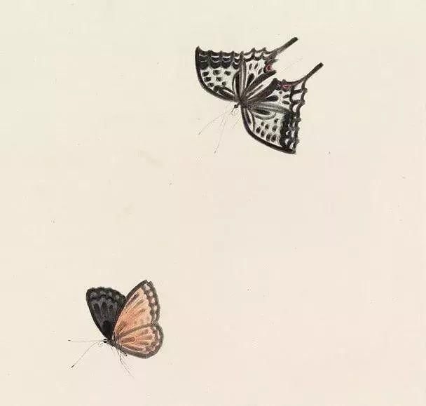 俞致贞|收藏!国画蝴蝶纸上来感觉蝴蝶在动,太逼真了!