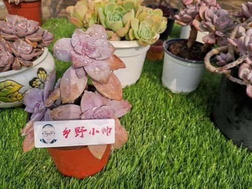 小帅|冬季养多肉，了解怎样“懒”怎样“勤”，冬季多肉才会美美哒