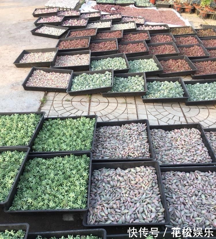 根茎|只需要一个简单的动作,就能让你徒长了的多肉变美,变胖