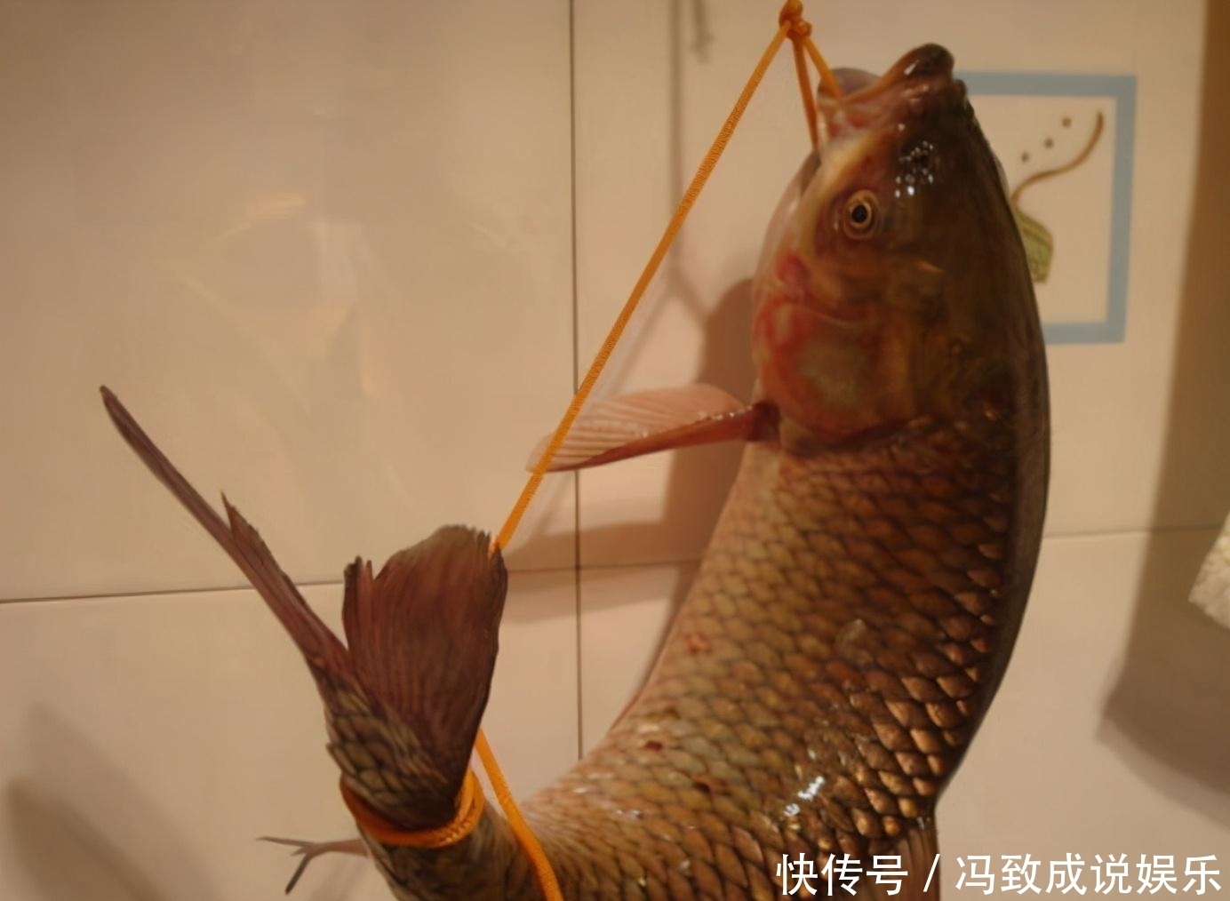 水中|神奇的古老弓鱼术，鱼离开水2天，照样鲜活