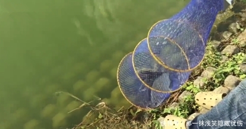 鲫鱼|香蕉钓鱼?香蕉切片后用来做饵,结果有点意外,鲤鱼鲫鱼都有