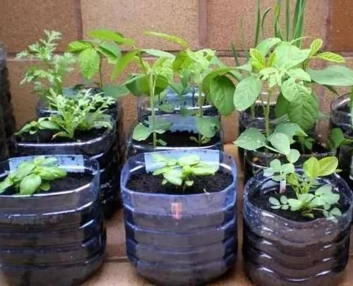 别再嫌弃油桶没用了,处理一番栽花种菜做支架,让城里人长见识