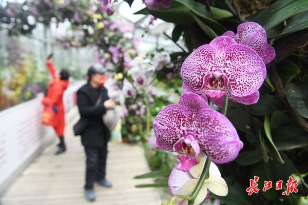 春意浓！武汉植物园迎花漾虎年