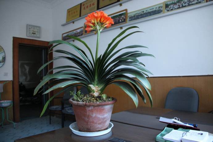 3种花是“阴生花”,不怕没有“光”,家里越“暗”长得好