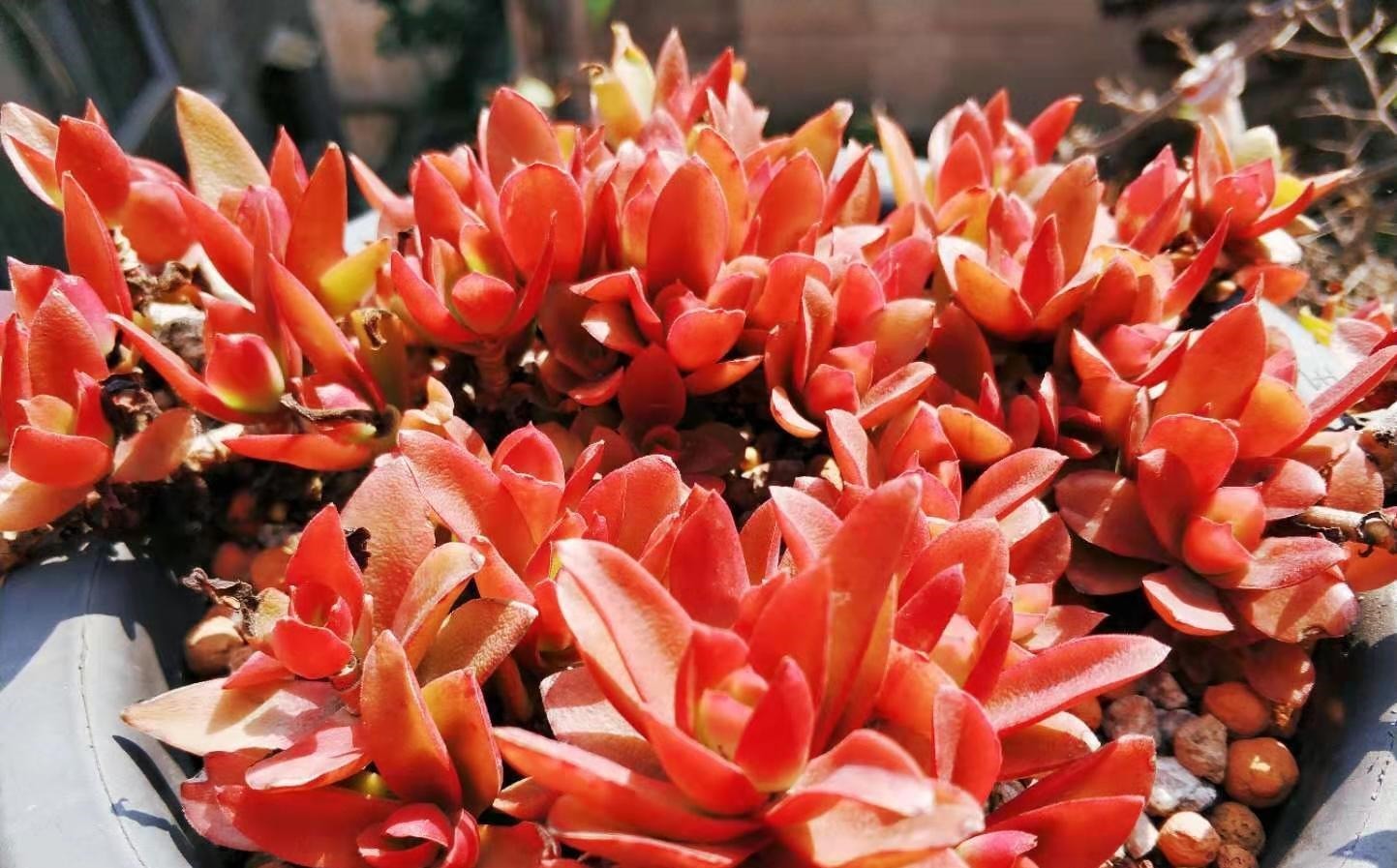 养多肉不想买土？试试此8个品种，它们可以说是最不挑土的多肉了