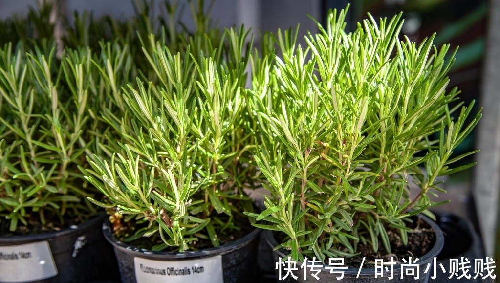 六种花是有名的“生活小帮手”，建议养一盆，以备不时之需