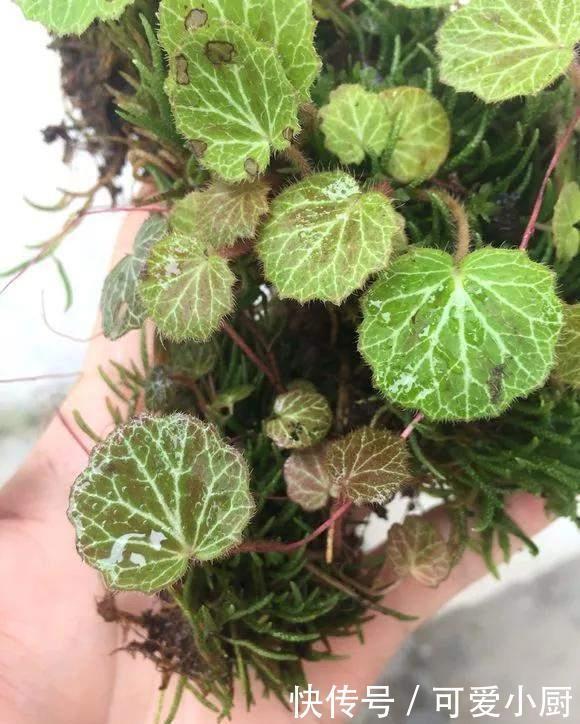 天生“体阴”的6种花,晒太阳易黄叶,阴一点反而长得绿油油