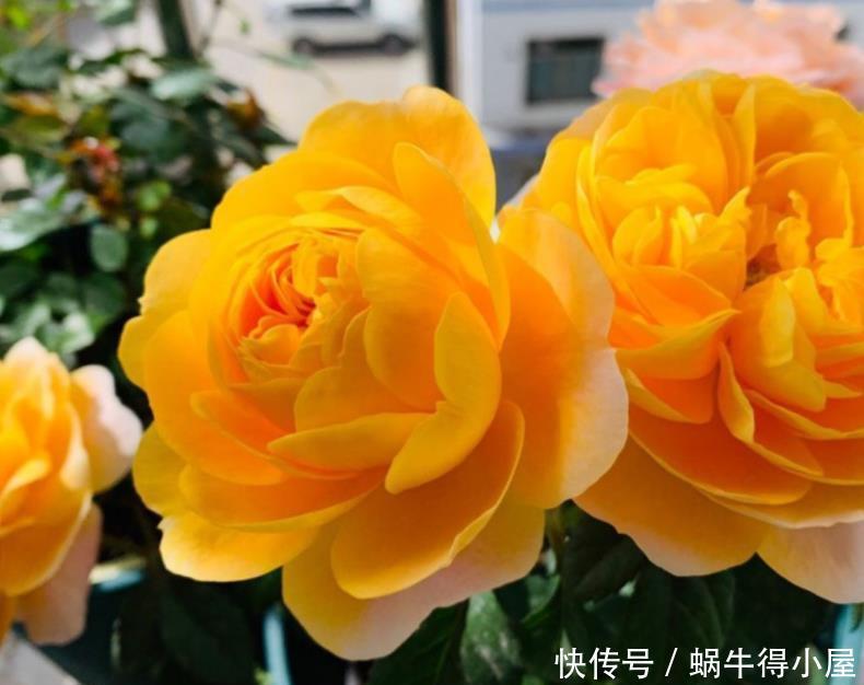 阳台上|建议爱花人:无论阳台大小,都要养一盆果汁阳台,是真漂亮!