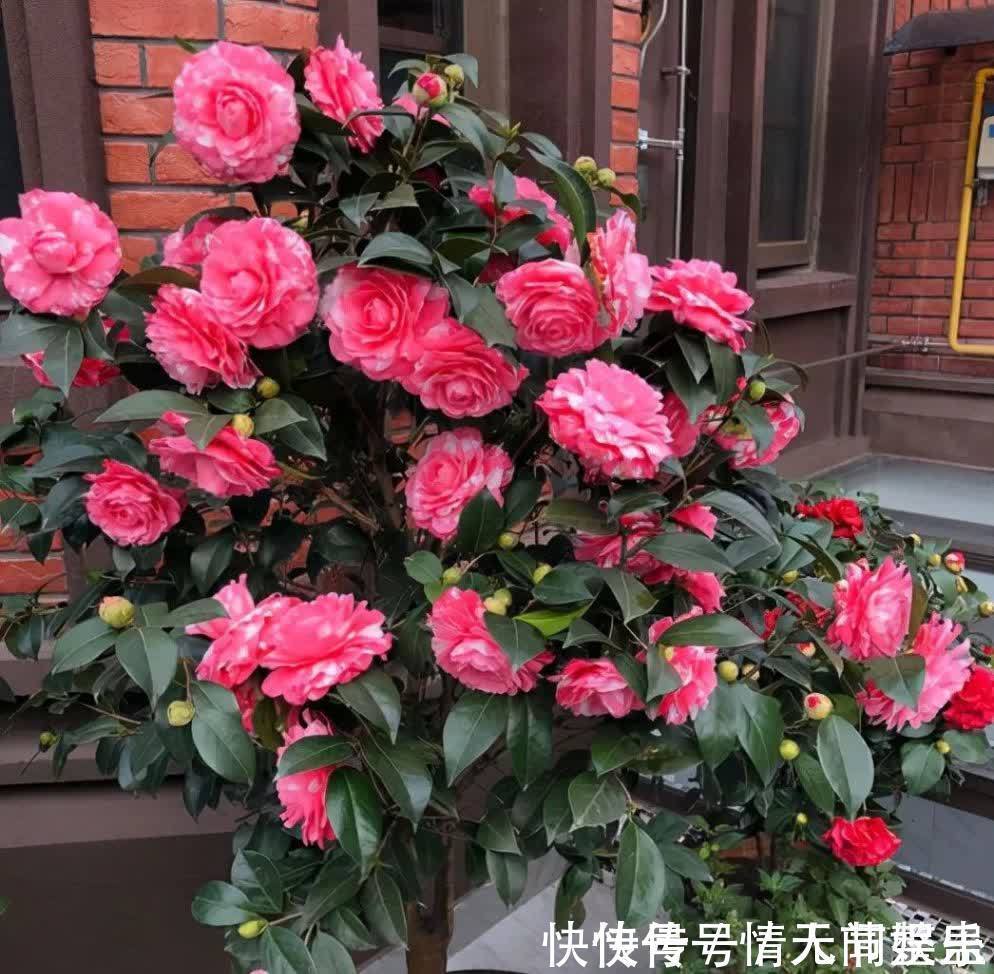 吉祥|12种花,建议养一盆,不仅吸收废气,还有“旺财添福”的美好寓意