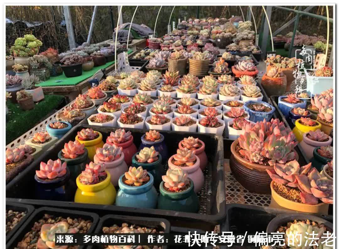 感恩遇见,感谢有你——多肉