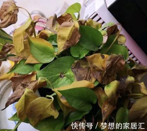 养花|养花叶子发黄怎么办，用这种东西，一周叶片变得油绿发亮