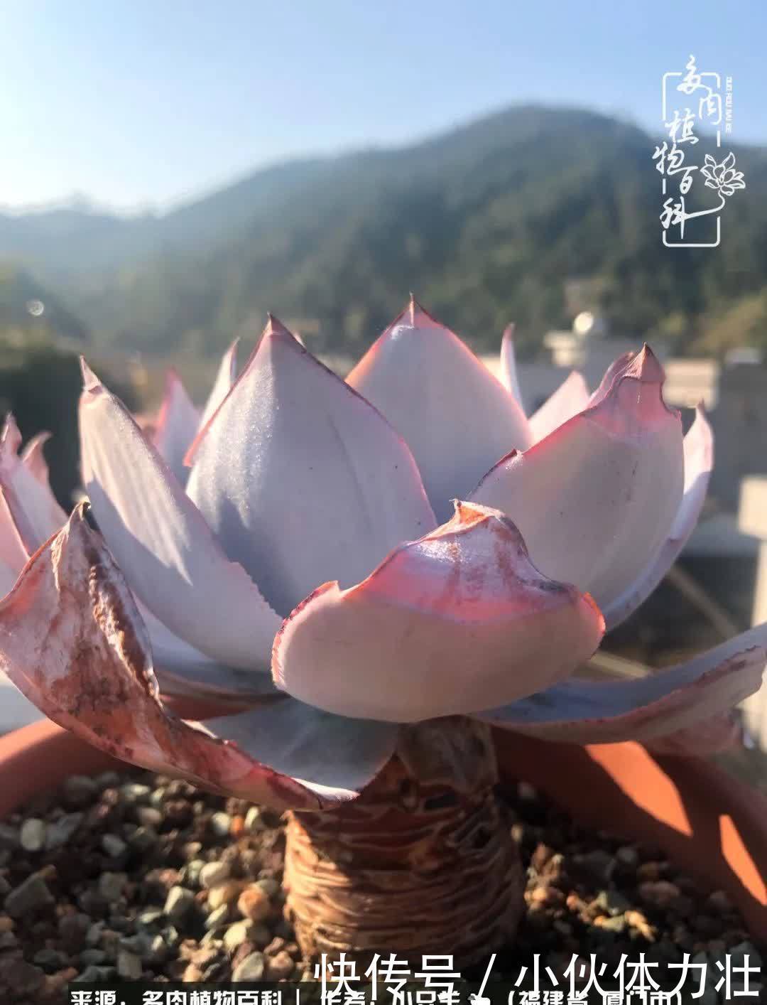 多肉,似星辰大海般的璀璨!