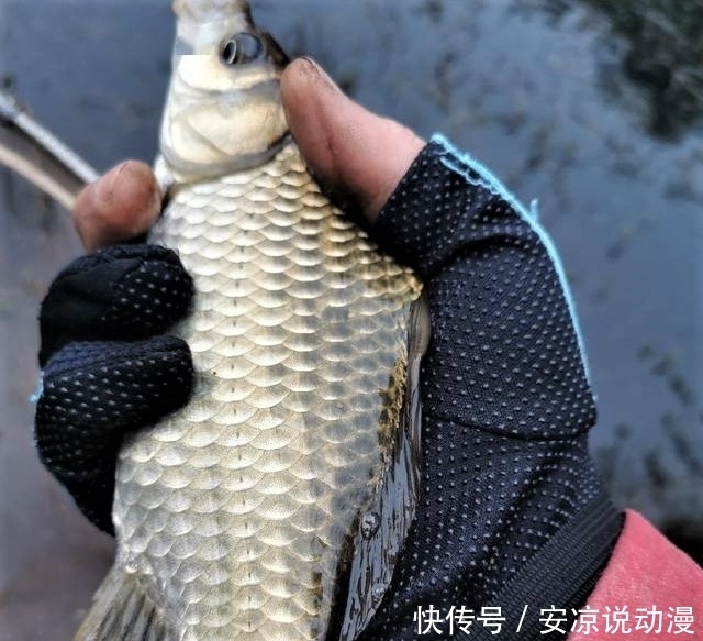 钓鱼就一定要“钓草”?“钓草”怎样选择其钓点位置?