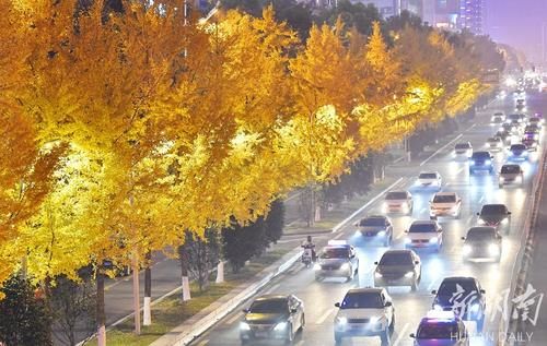 道路两旁金黄的银杏|银杏大道 夜色迷人